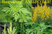 внимание амброзия